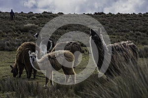 wildlife in the vicinity of the Chimborazo volcano