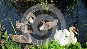 Wildlife video of mute swan family with little swans swimming in pond