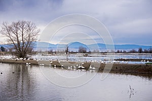 Wildlife viewing, Sacramento National Wildlife Refuge, California