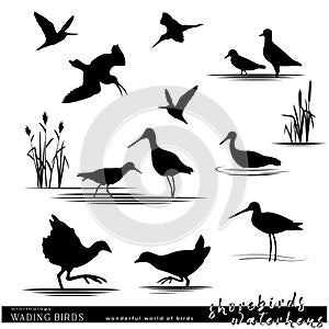 Wildlife. Wading birds set. Shorebirds anh waterhen birds silhouettes.