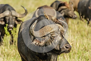 Wildlife - Water buffalo