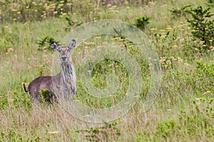 Wildlife Waterbuck Female