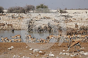 Tiere und Pflanzen auf der wasserstelle 