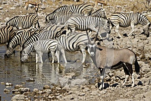 Wildlife at the waterhole, Etosha, Namibia