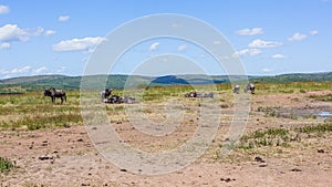 Wildlife Waterhole Plateau Wildbeest Animals Landscape