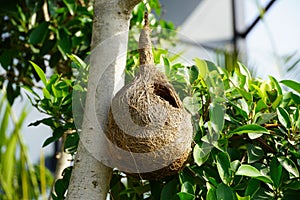 Wildlife - Weaver Birds Nest on a Tree in Nature Outdoor. Baya Weaver birds with action to building their nets in trees. No bird