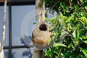 Wildlife - Weaver Birds Nest on a Tree in Nature Outdoor. Baya Weaver birds with action to building their nets in trees. No bird