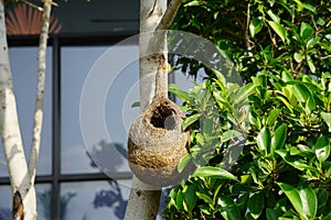 Wildlife - Weaver Birds Nest on a Tree in Nature Outdoor. Baya Weaver birds with action to building their nets in trees. No bird
