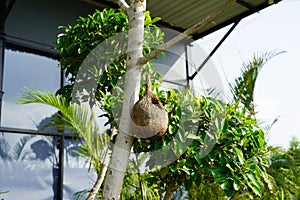 Wildlife - Weaver Birds Nest on a Tree in Nature Outdoor. Baya Weaver birds with action to building their nets in trees. No bird