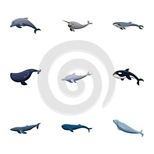 Wildlife whale icon set, cartoon style