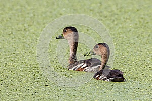 Wildlife whistling ducks chilling on green algae pond