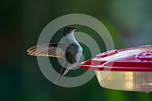 Wildlife: A White-bellied hummingbird is seen in Peten, Guatemala