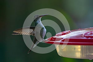 Wildlife: A White-bellied hummingbird is seen in Peten, Guatemala