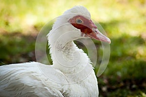 Wildlife - white duck