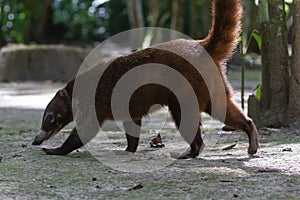 Wildlife: White-nosed coati are omnivorous and climbs trees to sleep on branches