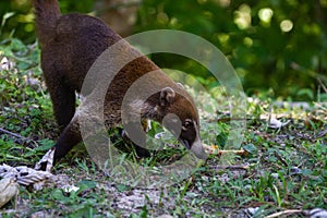 Wildlife: White-nosed coati are omnivorous and climbs trees to sleep on branches