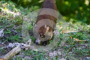 Wildlife: White-nosed coati are omnivorous and climbs trees to sleep on branches