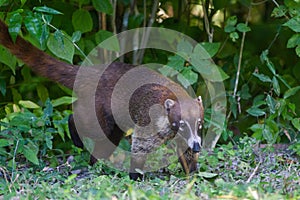 Wildlife: White-nosed coati are omnivorous and climbs trees to sleep on branches photo