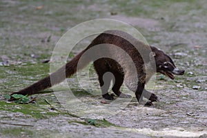 Wildlife: White-nosed coati are omnivorous and climbs trees to sleep on branches photo