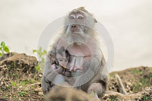 Wildlife wild monkey mother baby habitat