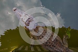 Wildlife: Wild Swamp Crocodile Swimming in Lagoon in Jungle