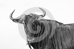 Wildlife Wildebeest Animal Black White Vintage