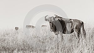 Wildlife Wildebeest Bull Animal Sepia Photograph
