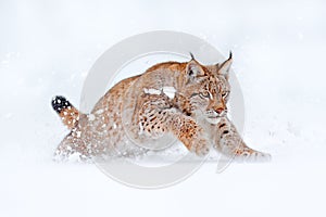 Wildlife in winter. Eurasian Lynx running, wild cat in the forest with snow. Wildlife scene from winter nature. Cute big cat in