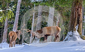 Wildlife winter image of two red deers / elks with large antlers fighting on a snow field in front of a forest