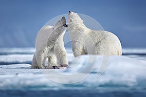 Wildlife winter scene with two dangerous animals. Two polar bears fighting on drifting ice in Arctic Svalbard