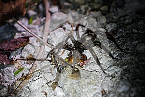 Wildlife: A Wolf Spider hunts a June Bug and a Dragonfly during the night in the Northern Jungles of Guatemala photo