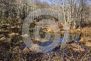 Wildlife Woodland Marsh