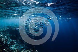 Wildlife world in underwater with school fish in ocean at coral reef