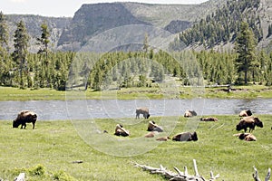 Wildlife in yellowstone