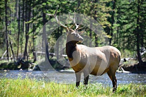 Wildlife in Yellowstone National Park Wyoming, Elk