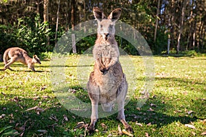 Wildlife young standing in front camera