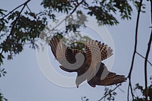 Wildlife: A young Yellow-Header Caracara looks for food in the jungles of Panama