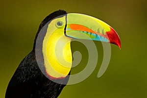 Wildlife from YucatÃ¡n, Mexico, tropical bird. Toucan sitting on the branch in the forest, green vegetation. Nature travel holiday