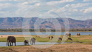 Wildlife on the Zambezi river