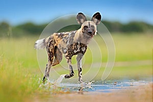 Wildlife from Zambia, Mana Pools. African wild dog, walking in the water on the road. Hunting painted dog with big ears, beautiful