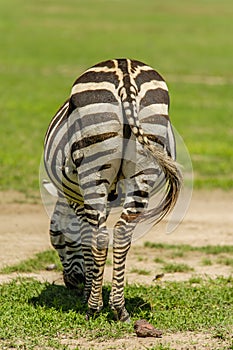 Wildlife - Zebra