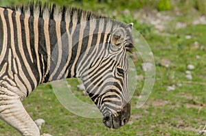 Wildlife - Zebra