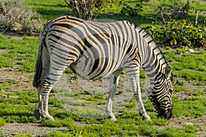 Wildlife - Zebra