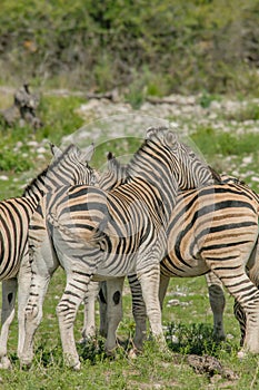 Wildlife - Zebra's