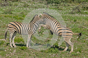 Wildlife - Zebra's