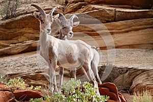 Wildlife in Zion