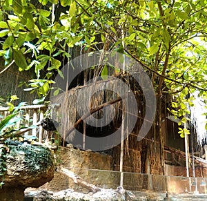 Wildlife and zoo view with long trees wiyh bamboos and shrubs huts