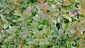 Wildly growing boxwood close-up with multi-colored shades of greenery.