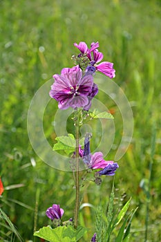 Wildly mallow in green meadow