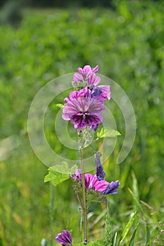 Wildly mallow in green meadow